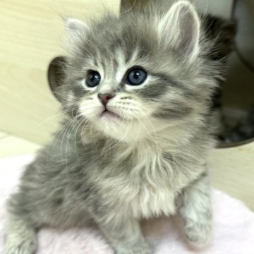 サイベリアン【神奈川県・女の子・2025年10月15日・ブルータビー】の写真「まんまるボディーの女の子🩷」