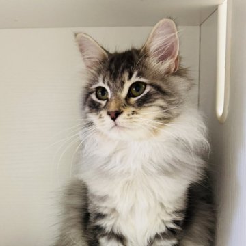 サイベリアン【神奈川県・男の子・2025年6月21日・ブルーシルバータビー&ホワイト】の写真「ちょっと慎重な男の子🐈‍⬛」