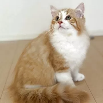 正規品♡ベビモコCATジャガード上下セット♡オフホワイト　サイベリアン cat_img_1_d1a3f57deaf3.jpg