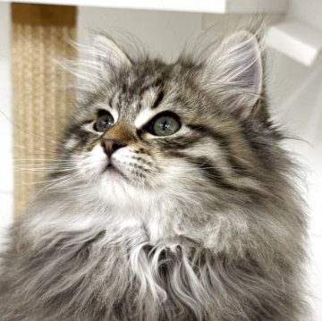 サイベリアン【神奈川県・男の子・2025年10月15日・ブラウンタビー】の写真「ふわふわ甘えんぼ♡ 人が大好きな癒し系サイベリアン」