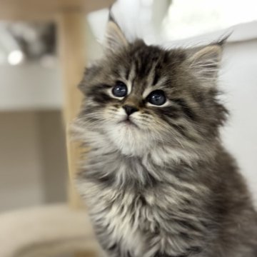 サイベリアン【神奈川県・男の子・2025年11月6日・ブラウンタビー】の写真「小さな体に、たっぷりの優しさをもつ男の子✨」