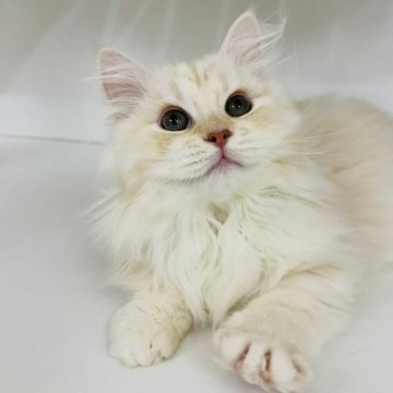 サイベリアン【神奈川県・男の子・2025年8月10日・カメオタビー】の写真「お返事ができる賢い子🐈‍⬛」