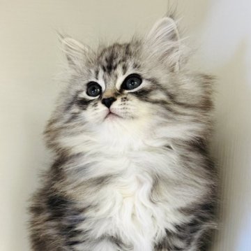 サイベリアン【神奈川県・女の子・2025年10月15日・ブルーシルバータビー（モカ）】の写真「天使みたいなふわもこちゃん✨🐾」