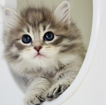 サイベリアン【神奈川県・女の子・2025年10月15日・ブルータビー】の写真「ふんわり天使のまなざしに恋して🩷」