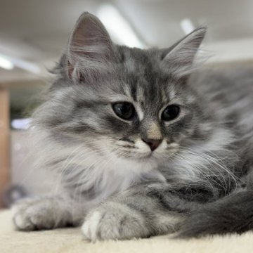 サイベリアン【神奈川県・女の子・2025年10月15日・ブルータビー】の写真「ブルーのヴェールに包まれた、優しさあふれる女の子」