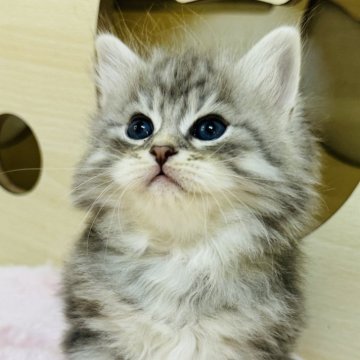 サイベリアン【神奈川県・男の子・2025年10月15日・ブルーシルバータビー】の写真「くりくりおめめの男の子🐈‍⬛」