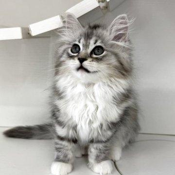 サイベリアン【神奈川県・男の子・2025年8月10日・シルバータビー&ホワイト】の写真「探検家な男の子🐈‍⬛」