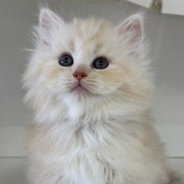 サイベリアン【神奈川県・男の子・2025年8月10日・カメオタビー】の写真「おっとりマイペースな男の子🐈‍⬛」