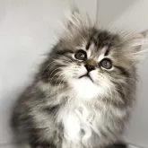 サイベリアン