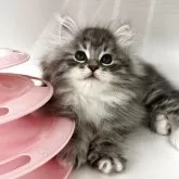 サイベリアン