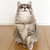 サイベリアン