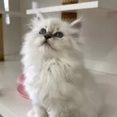 サイベリアン