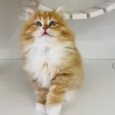 サイベリアン