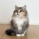 サイベリアン【神奈川県・女の子・2025年1月10日・ブラウンパッチドタビー&ホワイト】の写真1