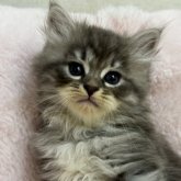 サイベリアン