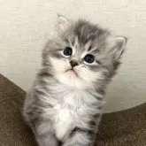 サイベリアン