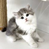 サイベリアン