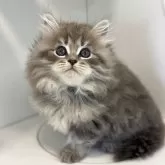 サイベリアン