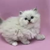 サイベリアン