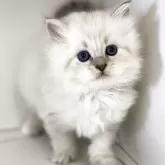 サイベリアン