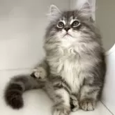 サイベリアン