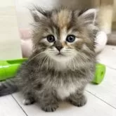 サイベリアン