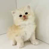サイベリアン