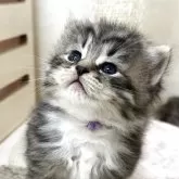 サイベリアン