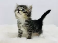 サイベリアン【神奈川県・女の子・2025年11月6日・ブラウンタビー&ホワイト】の写真2