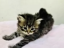 サイベリアン【神奈川県・男の子・2025年10月15日・ブラウンタビー】の写真2