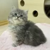 サイベリアン【神奈川県・女の子・2025年10月15日・ブルータビー】の写真2