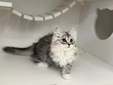 サイベリアン【神奈川県・男の子・2025年8月10日・シルバータビー&ホワイト】の写真3