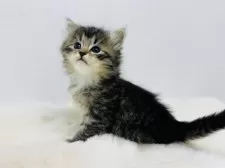 サイベリアン【神奈川県・女の子・2025年11月6日・ブラウンタビー&ホワイト】の写真3