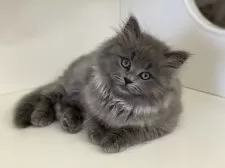 サイベリアン【神奈川県・女の子・2025年8月7日・ブルースモーク】の写真3