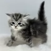 サイベリアン【神奈川県・男の子・2025年11月6日・ブルータビー&ホワイト】の写真3