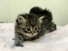 サイベリアン【神奈川県・男の子・2025年10月15日・ブラウンタビー】の写真3