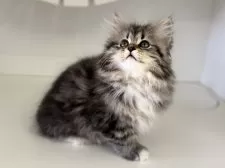 サイベリアン【神奈川県・女の子・2025年8月7日・ブラウンクラッシックタビー&ホワイト】の写真3