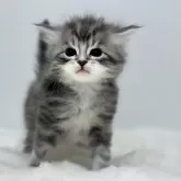 サイベリアン【神奈川県・男の子・2025年11月6日・ブルータビー&ホワイト】の写真4