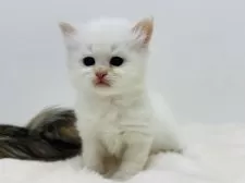 サイベリアン【神奈川県・男の子・2025年11月6日・レッドシールポイント】の写真7