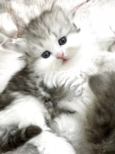 【中古】 純血種猫の飼い方 ペルシャ，ヒマラヤン，バーマン，シャム，アメリカン/池田書店/堤一馬 ペルシャ・ヒマラヤンチンチラ - 子犬や子猫たちのペット販売