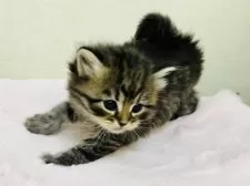 サイベリアン【神奈川県・男の子・2025年10月15日・ブラウンタビー】の写真9