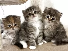 サイベリアン【神奈川県・男の子・2025年5月17日・ブラウンタビー&ホワイト】の写真9