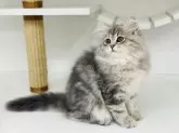 サイベリアン【神奈川県・女の子・2025年7月5日・ブルークラッシックタビー】の写真9