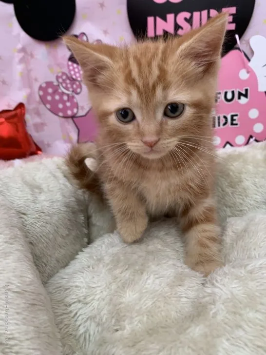 ID：2202-01991の子猫