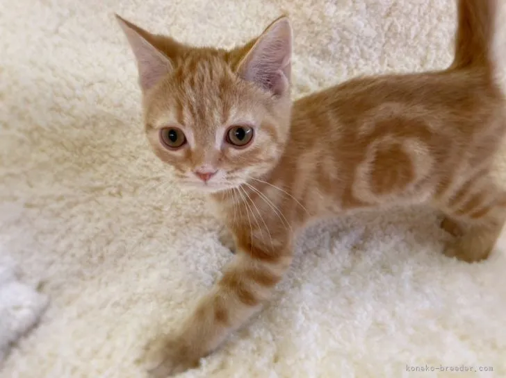 ID:2205-03427の子猫
