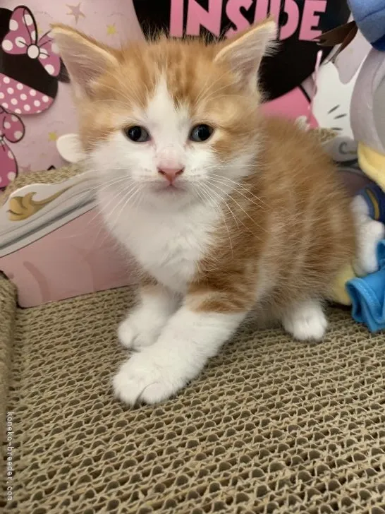 ID：2204-01578の子猫