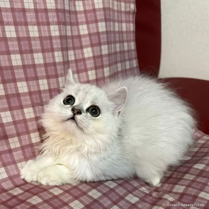 ID:2411-00579の子猫