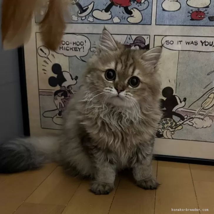ID：2411-00428の子猫