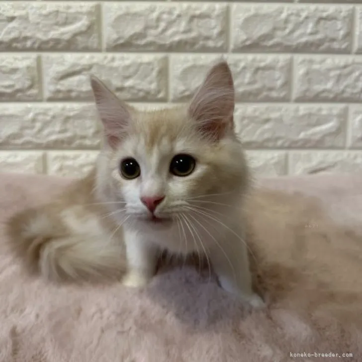 ID:2310-01757の子猫