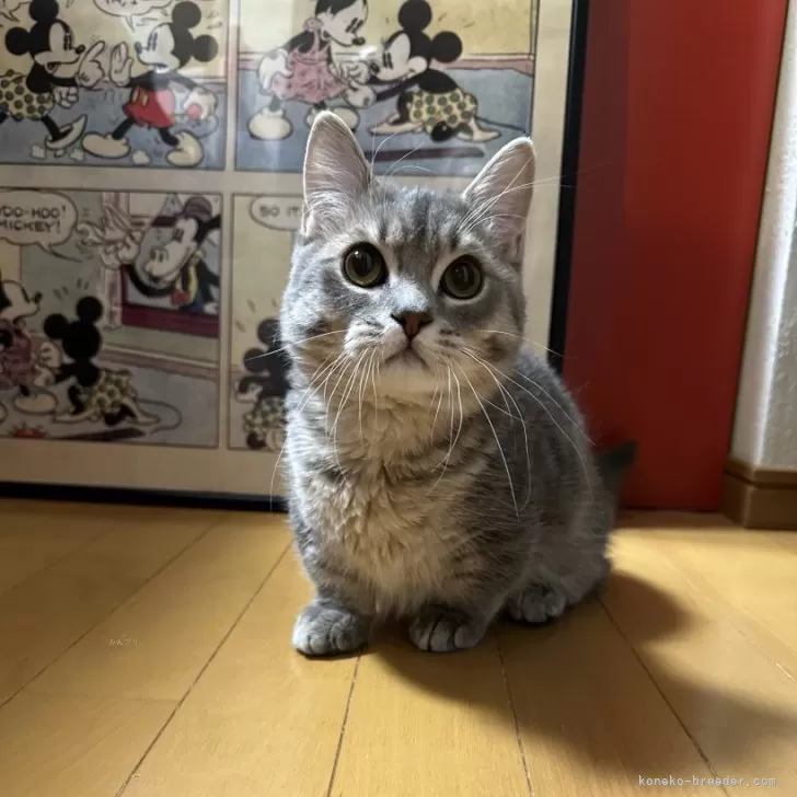 ID:2401-01635の子猫